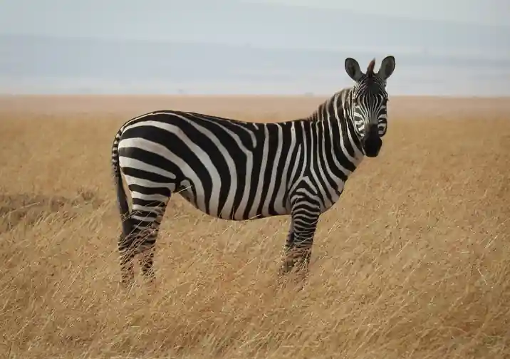Original uploaded image